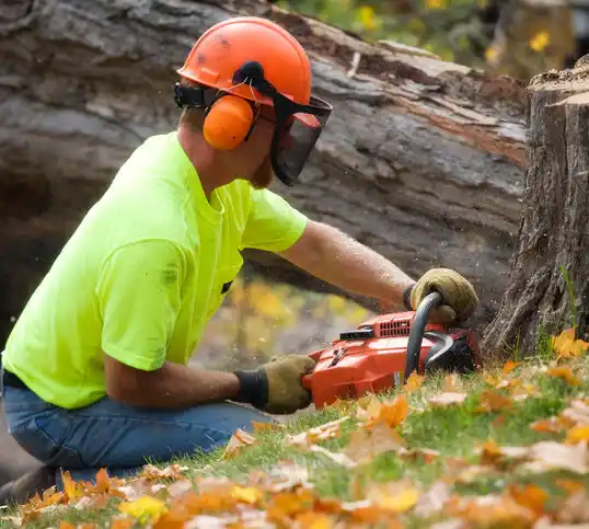 tree services Maple Heights